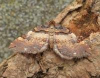 Attēlu rezultāti vaicājumam “Earophila badiata”