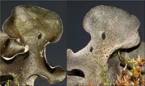 Attēlu rezultāti vaicājumam “Leptogium saturninum”