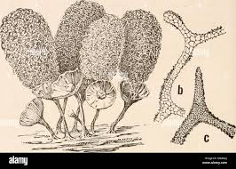 Attēlu rezultāti vaicājumam “Heterotrichia ferruginea (syn. Arcyria ferruginea)”