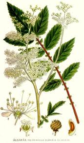 Attēlu rezultāti vaicājumam “Filipendula ulmaria”