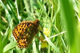 Attēlu rezultāti vaicājumam “Argynnis aglaja upperside”