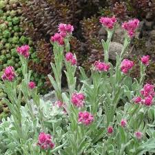 Attēlu rezultāti vaicājumam “Antennaria dioica leaf”