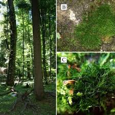 Attēlu rezultāti vaicājumam “Paraleucobryum longifolium”