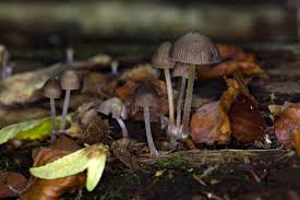 Attēlu rezultāti vaicājumam “Mycena stipata”