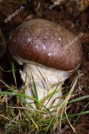 Attēlu rezultāti vaicājumam “Cortinarius praestans”