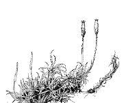 Attēlu rezultāti vaicājumam “Dicranum bonjeanii”