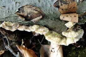 Attēlu rezultāti vaicājumam “Bjerkandera fumosa”