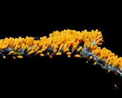 Attēlu rezultāti vaicājumam “Leocarpus fragilis”