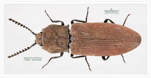 Attēlu rezultāti vaicājumam “Cidnopus aeruginosus”