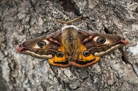 Attēlu rezultāti vaicājumam “Saturnia pavonia eggs”