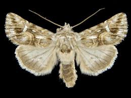 Attēlu rezultāti vaicājumam “Calophasia lunula”