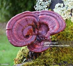 Attēlu rezultāti vaicājumam “Ganoderma lucidum”