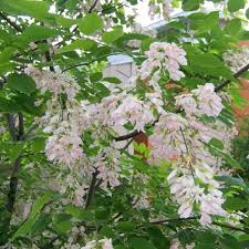 Attēlu rezultāti vaicājumam “Cladrastis kentukea”