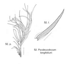 Attēlu rezultāti vaicājumam “Paraleucobryum longifolium”