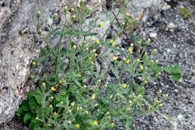 Attēlu rezultāti vaicājumam “Senecio viscosus fruit”