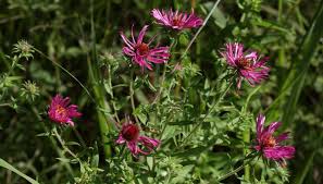Attēlu rezultāti vaicājumam “Symphyotrichum novae-angliae flower”