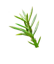 Attēlu rezultāti vaicājumam “Juniperus communis leaf”