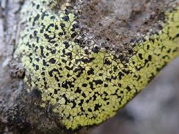 Attēlu rezultāti vaicājumam “Rhizocarpon geographicum”