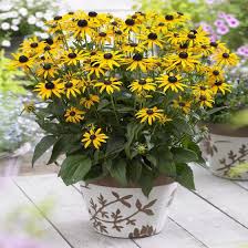 Image result for Rudbeckia