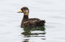 Attēlu rezultāti vaicājumam “Melanitta nigra male”