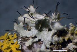 Attēlu rezultāti vaicājumam “Physcia tenella”