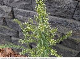 Attēlu rezultāti vaicājumam “Erigeron canadensis”
