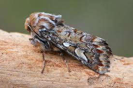 Attēlu rezultāti vaicājumam “Mythimna flammea”