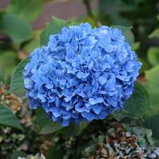 Attēlu rezultāti vaicājumam “Hydrangea”