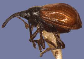 Attēlu rezultāti vaicājumam “Apionidae”