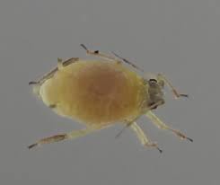 Attēlu rezultāti vaicājumam “Aphis jacobaeae”