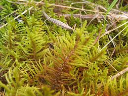 Attēlu rezultāti vaicājumam “Helodium blandowii”