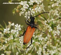 Attēlu rezultāti vaicājumam “Anastrangalia sanguinolenta”