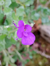 Attēlu rezultāti vaicājumam “Aubrieta deltoidea flower”