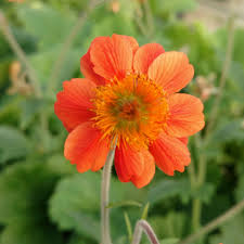 Attēlu rezultāti vaicājumam “Geum”