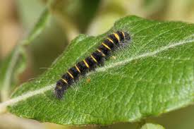 Attēlu rezultāti vaicājumam “Macrothylacia rubi”