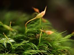 Attēlu rezultāti vaicājumam “Dicranella cerviculata”