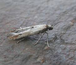 Attēlu rezultāti vaicājumam “Epermeniidae”