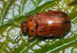 Attēlu rezultāti vaicājumam “Gonioctena”