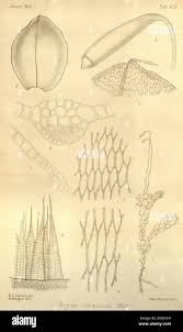 Attēlu rezultāti vaicājumam “Herzogiella seligeri sporophyte”