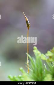 Attēlu rezultāti vaicājumam “Dicranum scoparium sporophyte”