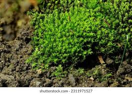 Attēlu rezultāti vaicājumam “Bryum”