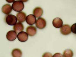 Attēlu rezultāti vaicājumam “Lamproderma pulchellum”