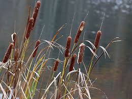 Attēlu rezultāti vaicājumam “Typha latifolia”