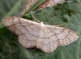 Attēlu rezultāti vaicājumam “Idaea aversata”