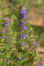 Image result for Hyssopus officinalis