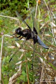 Attēlu rezultāti vaicājumam “Libellula depressa male”
