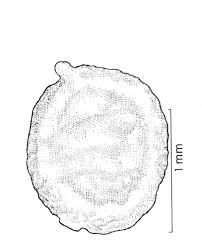 Attēlu rezultāti vaicājumam “Ranunculus sceleratus fruit”