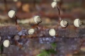 Attēlu rezultāti vaicājumam “Cribraria intricata macro”