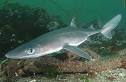 Spiny Dogfish Fish - Fishing - Aquarium Fish