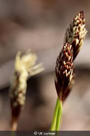Attēlu rezultāti vaicājumam “Carex loliacea leaf”